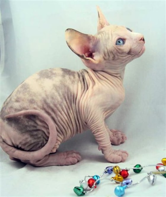 This undated photo courtesy of Linda Preece and Heather Lombardi shows Lombardi's kitten named Snickers. Lombardi paid extra to make sure little Snickers was taken off the plane quickly, but instead the kitty sat in the plane’s cargo hold for nearly an hour in 10 degree temperatures.